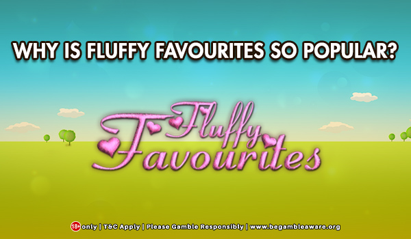 Why Is Fluffy Favourites So Popular?
